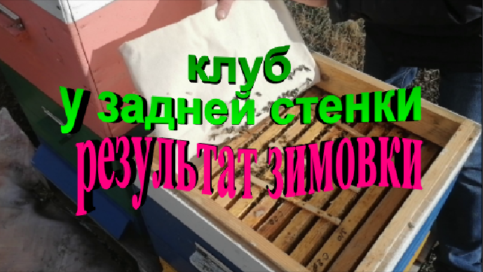 Состояние пчелосемей на 13 марта. Клуб у задней стенки результат зимовки.