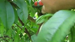 ЛЕТЯЯ ОБРЕЗКА ПЕРСИКА. Дополнение.