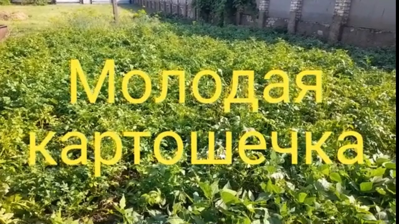 Вкуснейшая молоденькая картошечка
