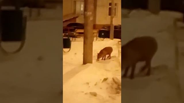 Лиса в городе смотреть онлайн