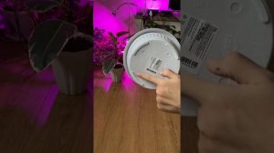 Фикус Али Бенедикта