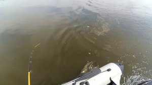 Активные судаки на троллинг в июне