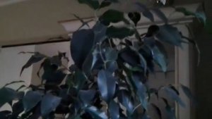 Уход за ФИКУСОМ БЕНДЖАМИНА в домашних условиях.