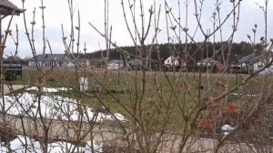 Обрезка сирени Мейера Палибин. Обрезаем сливу, черешню и виноград. 12.03.2023