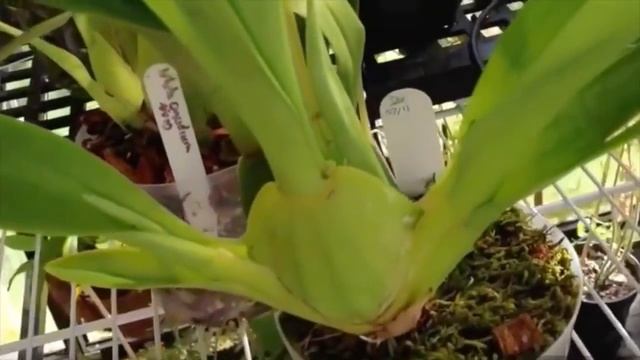 Размножение орхидеи Камбрия смотреть онлайн