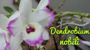 Dendrobium nobili (гибрид).старички и новички.