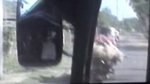 Свиньи на мотоцикле