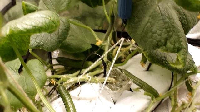 Огурцы на минеральной вате. Конец эксперимента смотреть онлайн