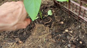 ВЫСАДКА ПЕРЦА: при какой температуре, надо ли заглублять, что положить в лунку