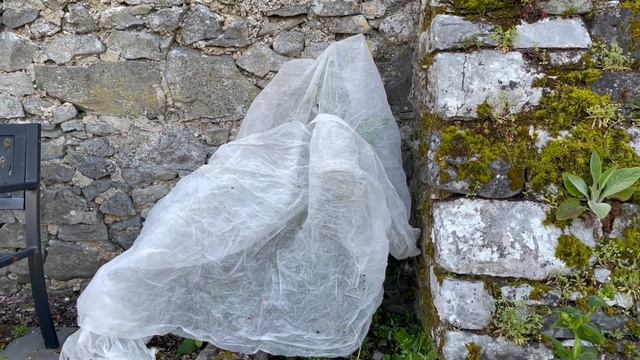 Plants bow under frost hopefully they’ll rise again without frost burn смотреть онлайн