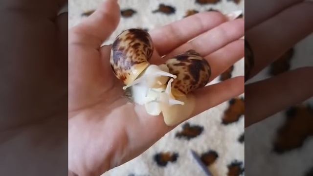 Улитки альбиносы (животные) смотреть онлайн