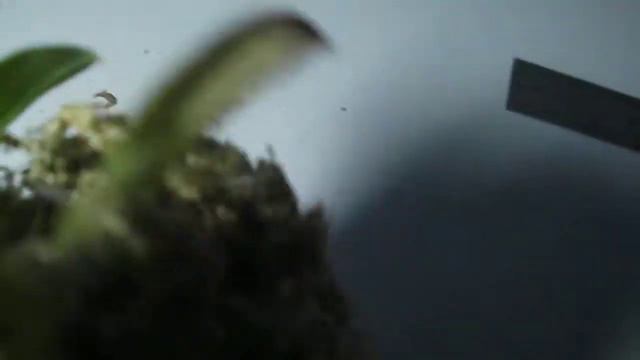 paph. Concolor alba x self, 2,5`, Mainshow смотреть онлайн