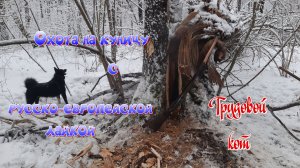 Охота на куницу с русско-европейской лайкой. Трудовой кот.