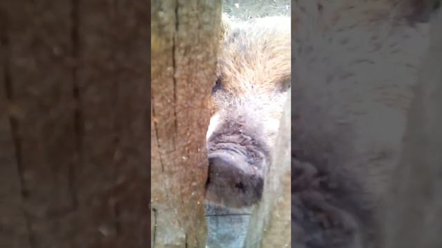 Символ года смотреть онлайн