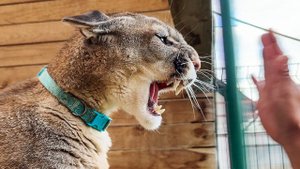 ПУМА НАЛА ГАВКАЕТ НА АРТЕКА / Экскурсия по магазину с сотнями видов рыб и другими животными