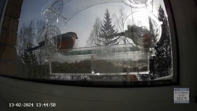 Кормушка 13.02.24 смотреть онлайн