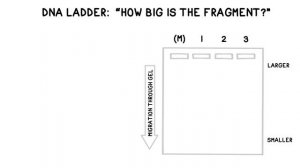 Gel Electrophoresis and DNA Fingerprinting Explained