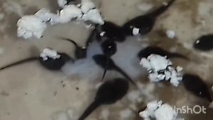 Головастики едят рыбу