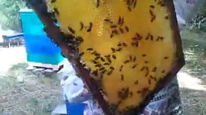 Пора качать мед с подсолнуха.