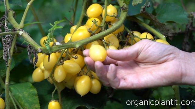 Tomato Barry's Crazy Cherry | Organic Plant It смотреть онлайн
