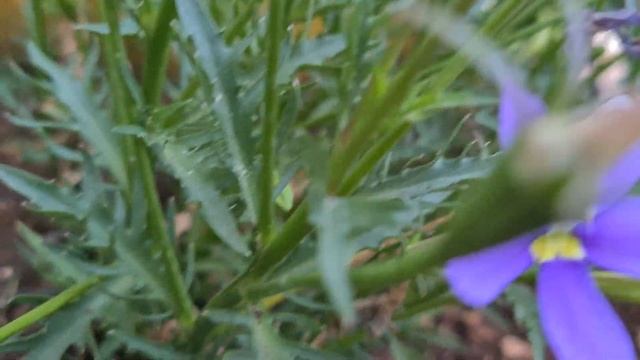 איזוטומה חיקית Isotoma axillaris смотреть онлайн