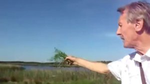 Уроки по сбору трав. Часть 4. Дескурайния Софии и др.