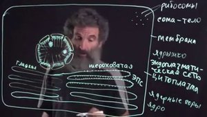 Цитология Лекция 1 Строение клетки Окштейн И Л