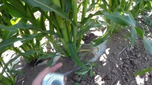 Сахарная кукуруза - серия 17. За неделю до уборки. Сеянная и рассадная кукуруза. Удобрение кукурузы