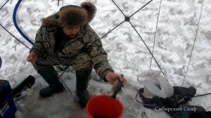 Рыбалка на болоте. Ловля ротана по первому льду