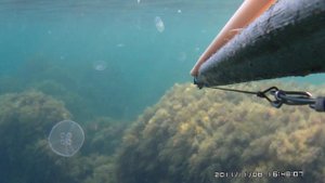Подводная охота, Черное море Крым, Лаврак Dicentrarchus labrax arsi@охота "Морские волки"