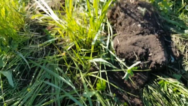 Металлопоиск с ночевкой и коп пятаков.