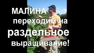 33. МАЛИНА - раздельное выращивание и рекордные урожаи!