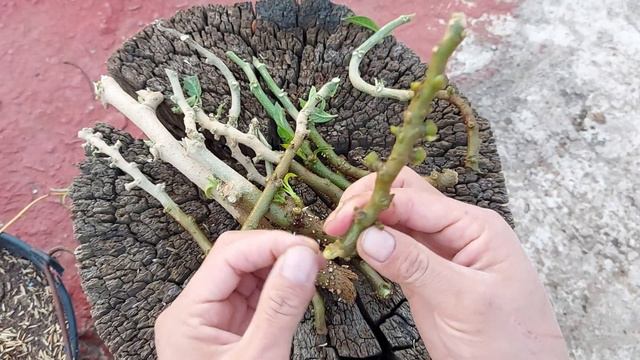 Enraíza planta de FLORIPONDIO, BRUGMANSIA смотреть онлайн