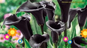 Калла гибридная Одесса. Краткий обзор, описание характеристик, где купить луковицы calla Odessa