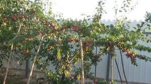 УРОЖАЙ ФАНТАСТИЧЕСКИЙ.КРАСОТА НЕЗЕМНАЯ. АЛЫЧА КУБАНСКАЯ КОМЕТА нужна всем! Уход. Описание.