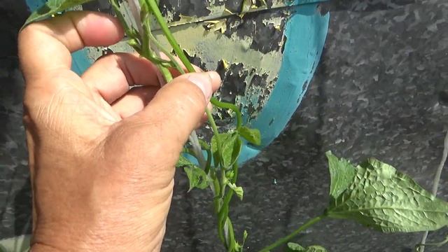 Фасоль спустя месяц после высадки рассады в от.грунт зацвела. смотреть онлайн