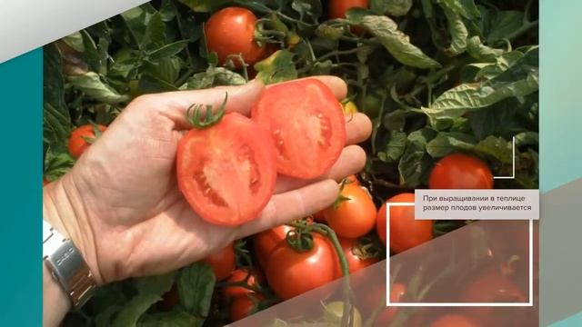 Томат Огородник - описание сорта смотреть онлайн