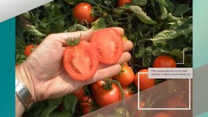 Томат Огородник - описание сорта