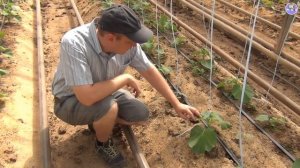 Почему мы выбрали прямой посев семян огурца в теплице на летне-осенний оборот? (19-08-2018)