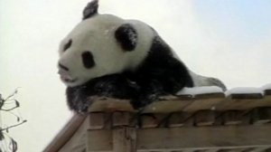 Снежные забавы гигантских панд. Китай