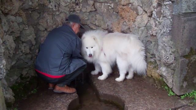 Самоедская Лайка встречена в Пушкинском парке (Meeting the #Samoyed #husky dog)