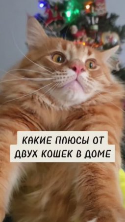 Что может быть лучше кошки #животные #котики