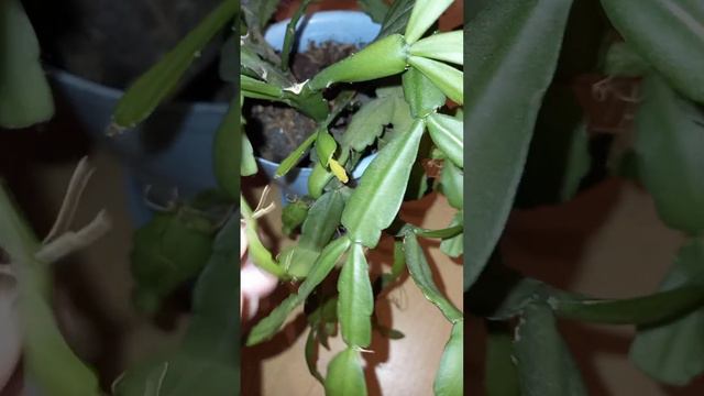 Цветок - Декабрист смотреть онлайн