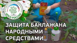 Борьба с вредителями народными средствами. Выращивание баклажанов.