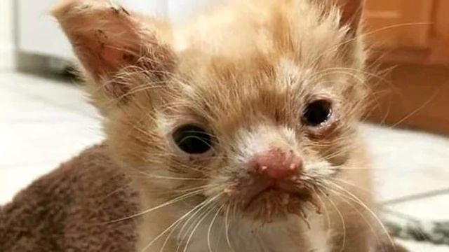 Мама-кошка бросила рыжего котенка с необычной мордашкой сразу после его рождения.. смотреть онлайн