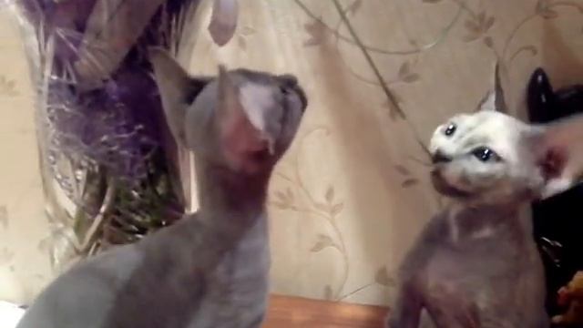 Девон-рекс котята редких окрасов