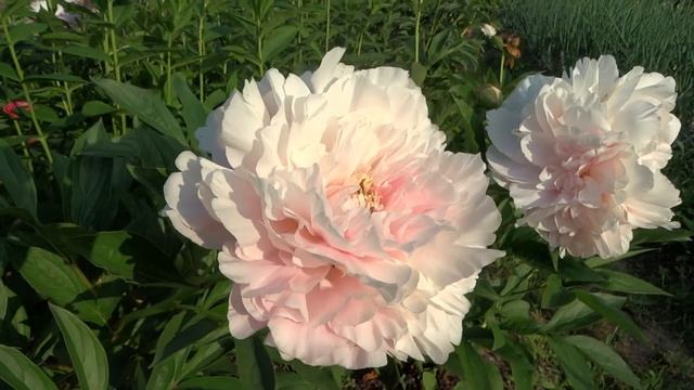 Пион НЕЖНАЯ МЕЛОДИЯ ?? Paeonia GENTLE MELODY: обзор, описание, цветение, отзыв