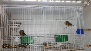 Разведение щеглов 7.06.2020