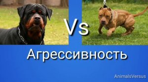 Ротвейлер проти Питбуля! КТО СИЛЬНЕЕ? Rottweiler VS Pitbull! IS STRONGER?