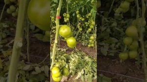 томат Пинк Маргари осенний оборот